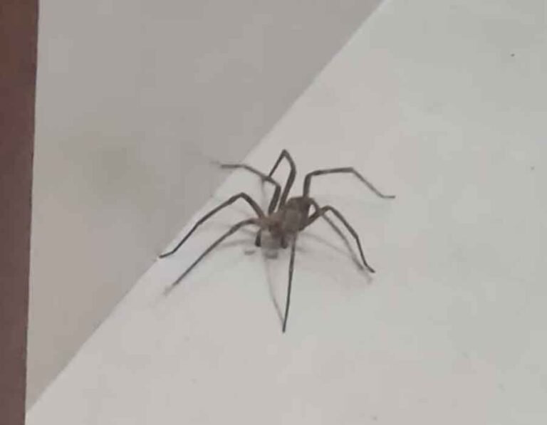 Vídeo; Mulher aciona Bombeiros após encontrar aranha de grande porte no box de banheiro