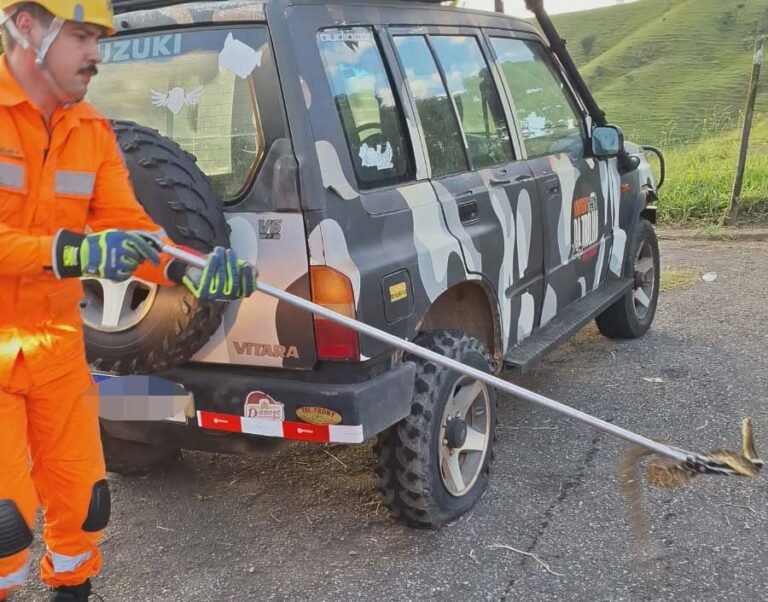 Vídeo; Cascavel é encontrada sob carro e mobiliza bombeiros em João Monlevade