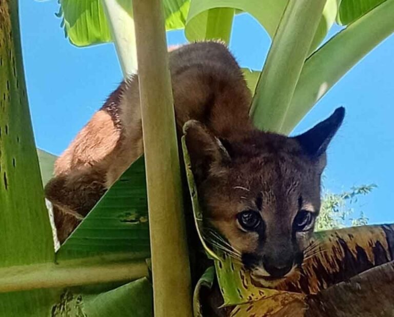 Onça-parda é resgatada por bombeiros de Sete Lagoas após ser encontrada em bananeira