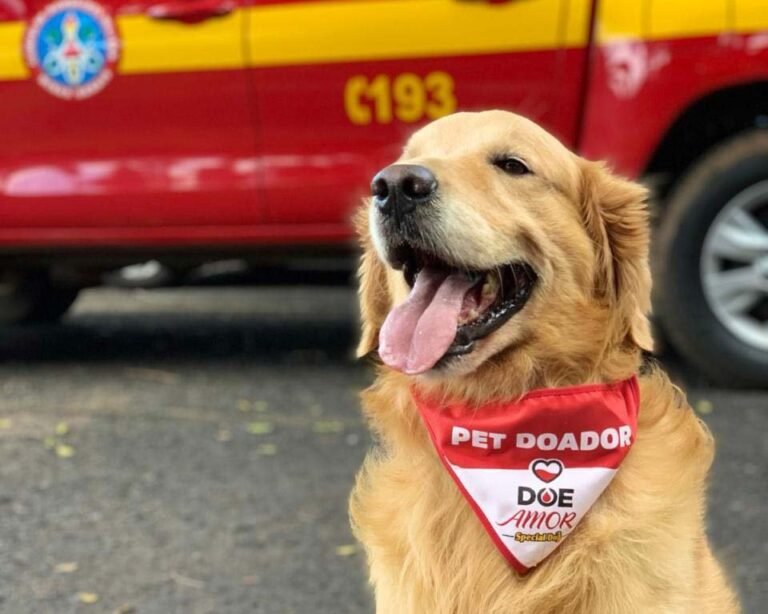 Adeus a Thor: cão de resgate que emocionou gerações morre em MG