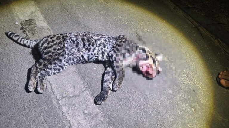 Vídeo; Jaguatirica é encontrada morta após atropelamento em rodovia de Nova Era