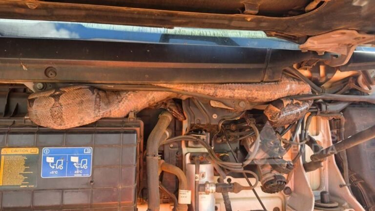 Bombeiros resgatam jiboia de dois metros presa em motor de bitrem em Minas