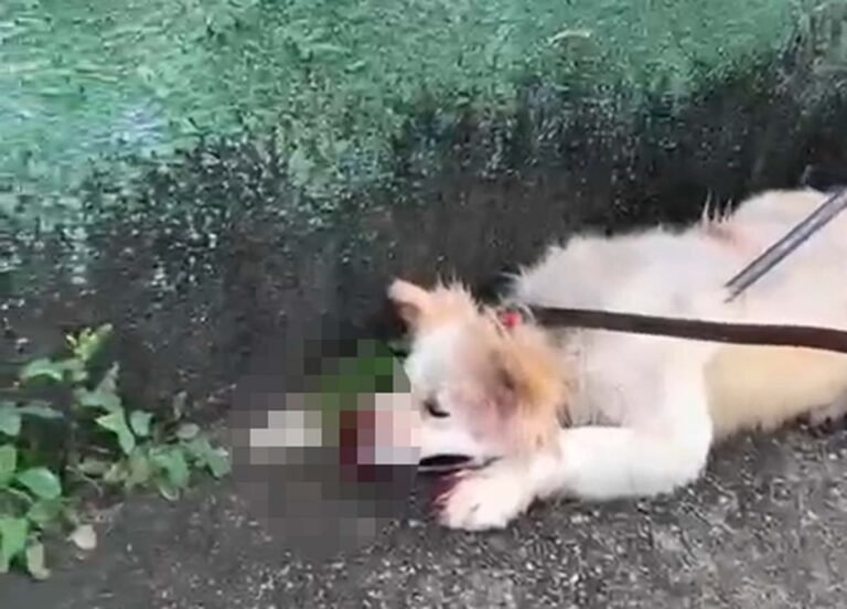 Vídeo; Cão da raça Akita ataca o próprio dono e mobiliza o Corpo de Bombeiros em Belo Horizonte
