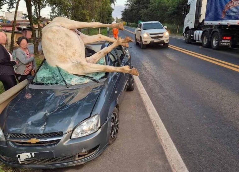Acidente com equino na MG-050 termina com animal morto e feridos leves