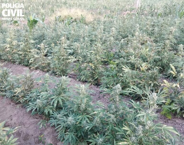Plantação de maconha é localizada pela PCMG no interior de Minas