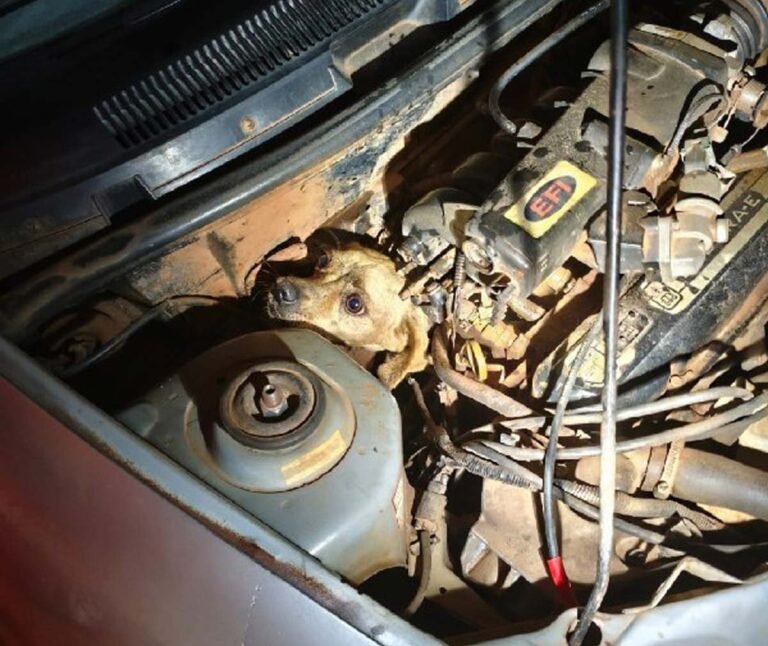 Resgate inusitado: cachorro caramelo é encontrado dentro do motor de veículo