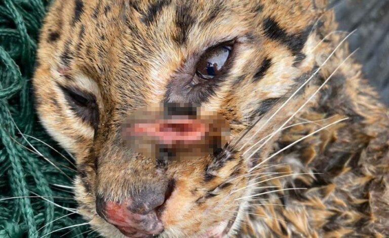 Jaguatirica atropelada é resgatada em Minas com apoio de drone equipado com câmera térmica