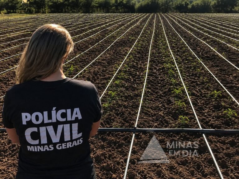 30 mil pés; PC encontra quarta plantação de maconha ligada a organização criminosa em Minas Gerais