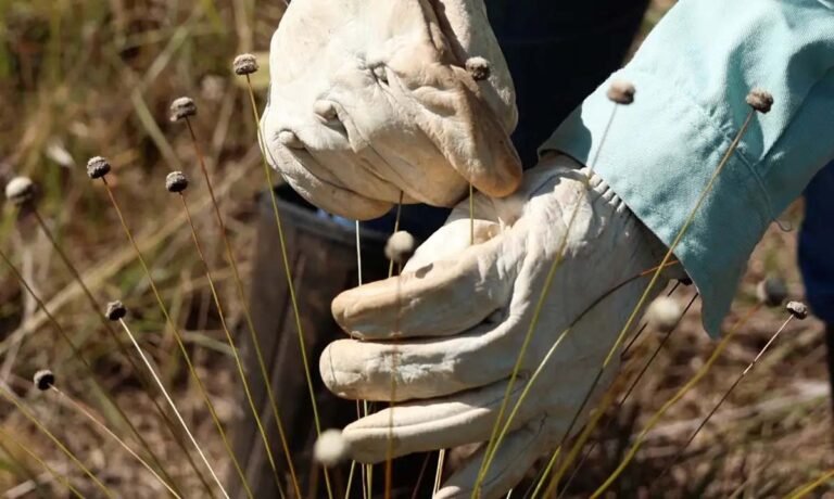 Vale e botânicos redescobrem plantas raras no Quadrilátero Ferrífero após cerca de 30 anos