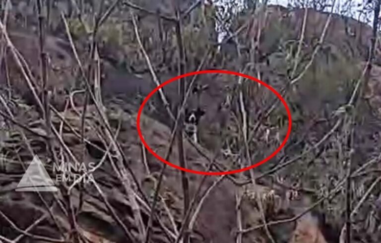 Vídeo; Bombeiros usam rapel para salvar cachorro preso no alto de montanha em São Gonçalo do Rio Abaixo