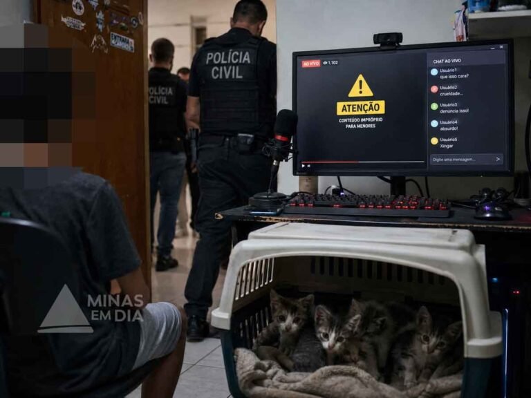 Jovem de 15 anos é investigado por maus-tratos a mais de 200 gatos na internet