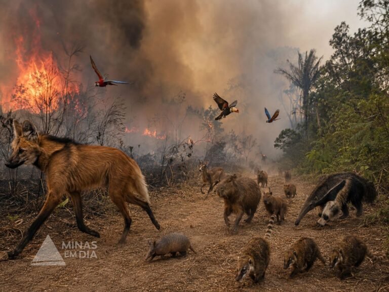CENIBRA usa drones e inteligência artificial na prevenção de incêndios florestais